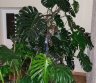 Nuostabioji Monstera-0