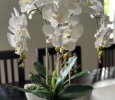 Dirbtinė orchidėja-0