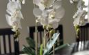 Dirbtinė orchidėja-0
