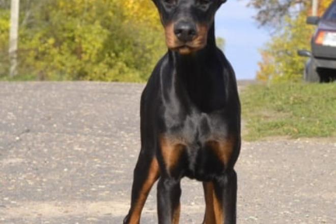 PARDUODU DOBERMANUS-0