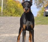 PARDUODU DOBERMANUS-0