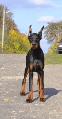 PARDUODU DOBERMANUS-0