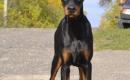 PARDUODU DOBERMANUS-0