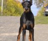 PARDUODU DOBERMANUS-0