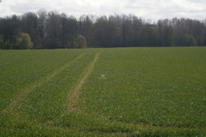 Isnuomuoju 6,8 ha sklypa Azulaukeje Vilniaus rajone-0