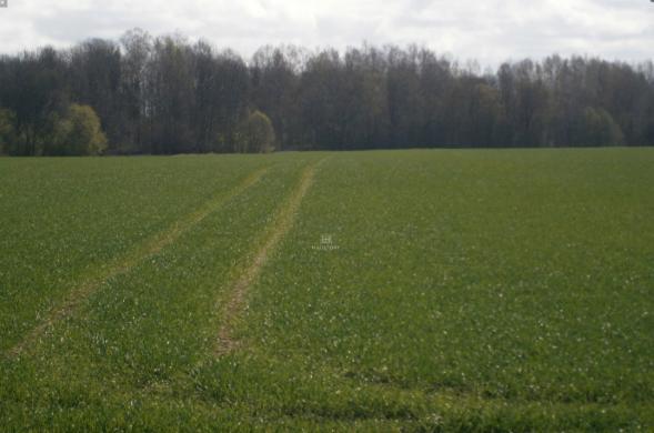 Isnuomuoju 6,8 ha sklypa Azulaukeje Vilniaus rajone-0