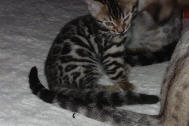 Bengalu berniukas-0