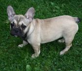 Prancūzų buldogiukė-0