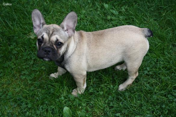 Prancūzų buldogiukė-0