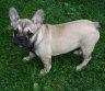 Prancūzų buldogiukė-0