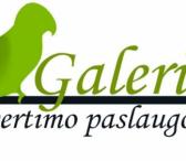 Greitas vertimas-0
