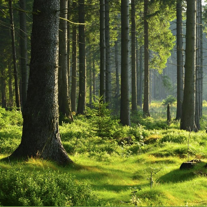 Parduodama 5 ha. brandaus miško Klaipėdos raj.-0