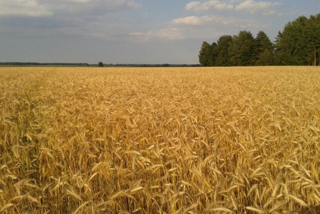 NPK trąšos neįperkamos? Atsisakykite jų su Lietuviška Raskila.-0