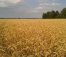 NPK trąšos neįperkamos? Atsisakykite jų su Lietuviška Raskila.-0