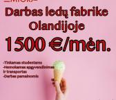 Darbas ledų fabrike (Olandija)-0