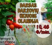 Darbas daržovių ūkyje OLANDIJA-0