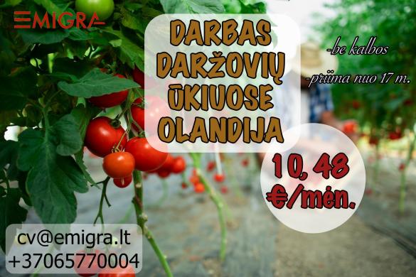 Darbas daržovių ūkyje OLANDIJA-0