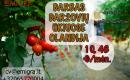 Darbas daržovių ūkyje OLANDIJA-0