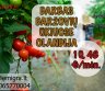 Darbas daržovių ūkyje OLANDIJA-0