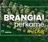 UAB "Miškų tarnyba" brangiai nupirks jūsų mišką-0