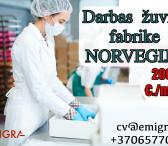 Darbas žuvies fabrike Norvegija-0