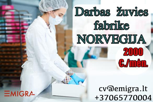 Darbas žuvies fabrike Norvegija-0