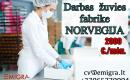 Darbas žuvies fabrike Norvegija-0