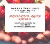 BRAŠKIŲ SKYNIMAS ŠVEDIJOJE NUO BIRŽELIO MĖN.-0