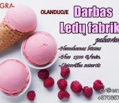 Darbas ledų fabrike Olandija-0