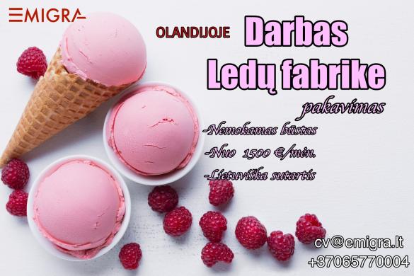 Darbas ledų fabrike Olandija-0