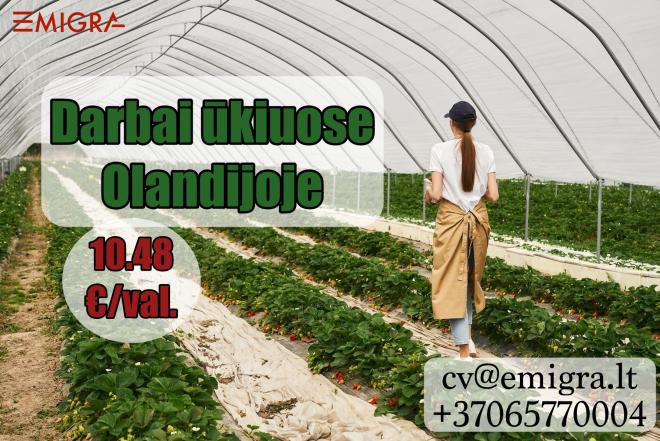 Darbai ūkiuose Olandijoje-0