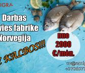Darbas Norvegijoje fabrike-0