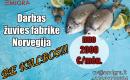 Darbas Norvegijoje fabrike-0