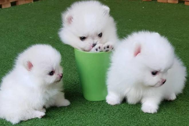 Galimi gražūs Pomeranijos šuniukai-0