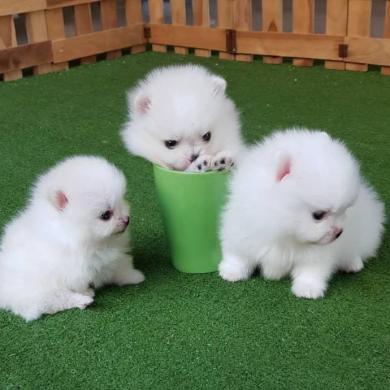 Galimi gražūs Pomeranijos šuniukai-0