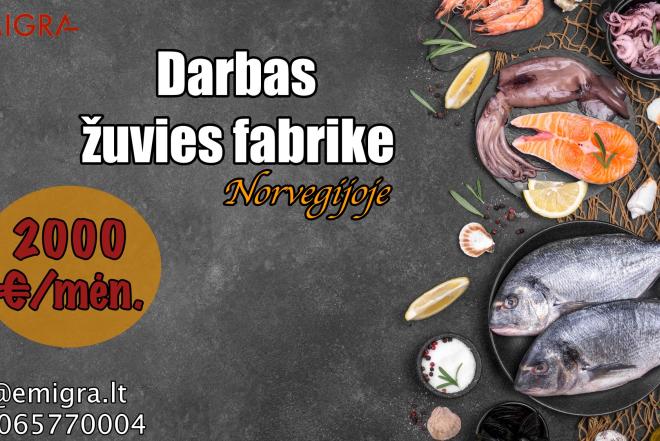 Darbas Norvegijoje žuvies fabrike-0
