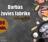 Darbas Norvegijoje žuvies fabrike-0
