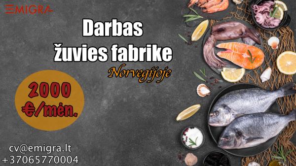 Darbas Norvegijoje žuvies fabrike-0