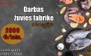 Darbas Norvegijoje žuvies fabrike-0