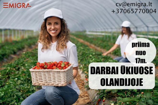 Darbas ūkiuose Olandijoje-0