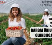 Darbas ūkiuose Olandijoje-0