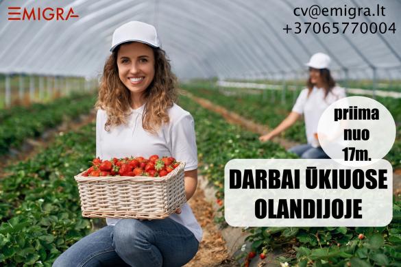 Darbas ūkiuose Olandijoje-0
