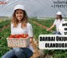 Darbas ūkiuose Olandijoje-0