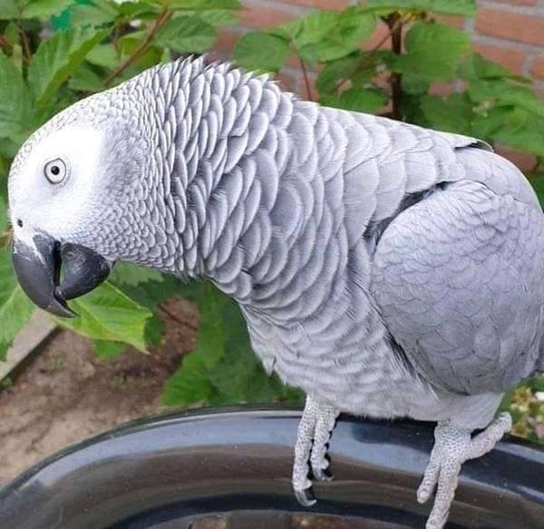 Pilka papūga-0