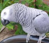 Pilka papūga-0