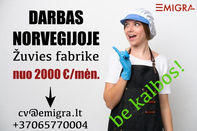 Darbas žuvies fabrike Norvegijoje-0