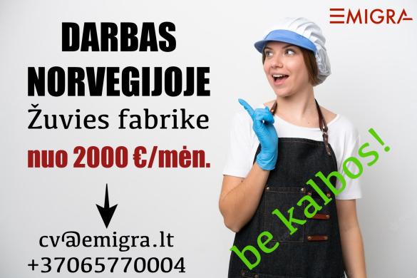 Darbas žuvies fabrike Norvegijoje-0