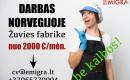 Darbas žuvies fabrike Norvegijoje-0