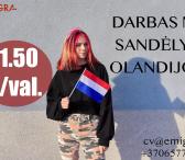Darbas MK sandėlyje Olandijoje-0