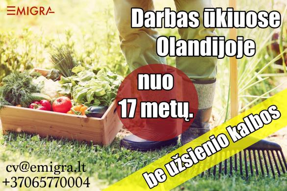 Darbo pasiūlymas Olandijoje ūkiuose-0